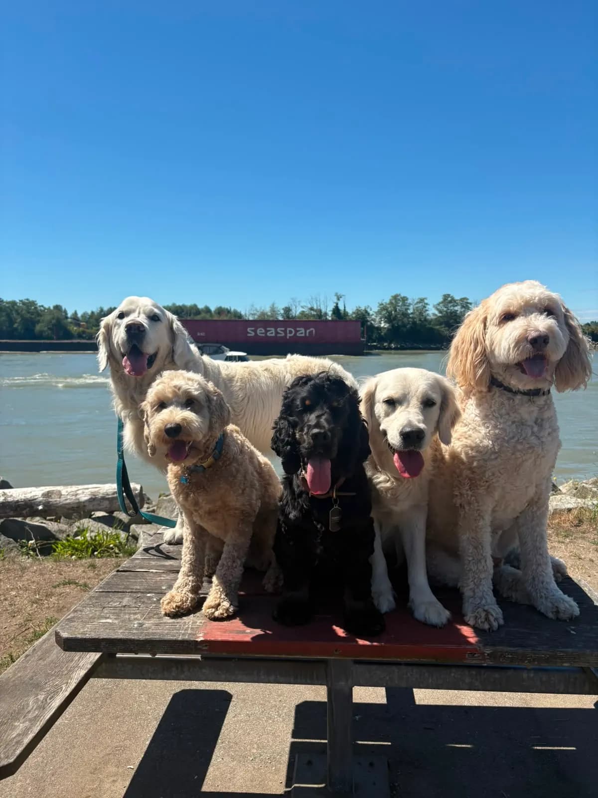 Dogs enjoying Fraser River Park