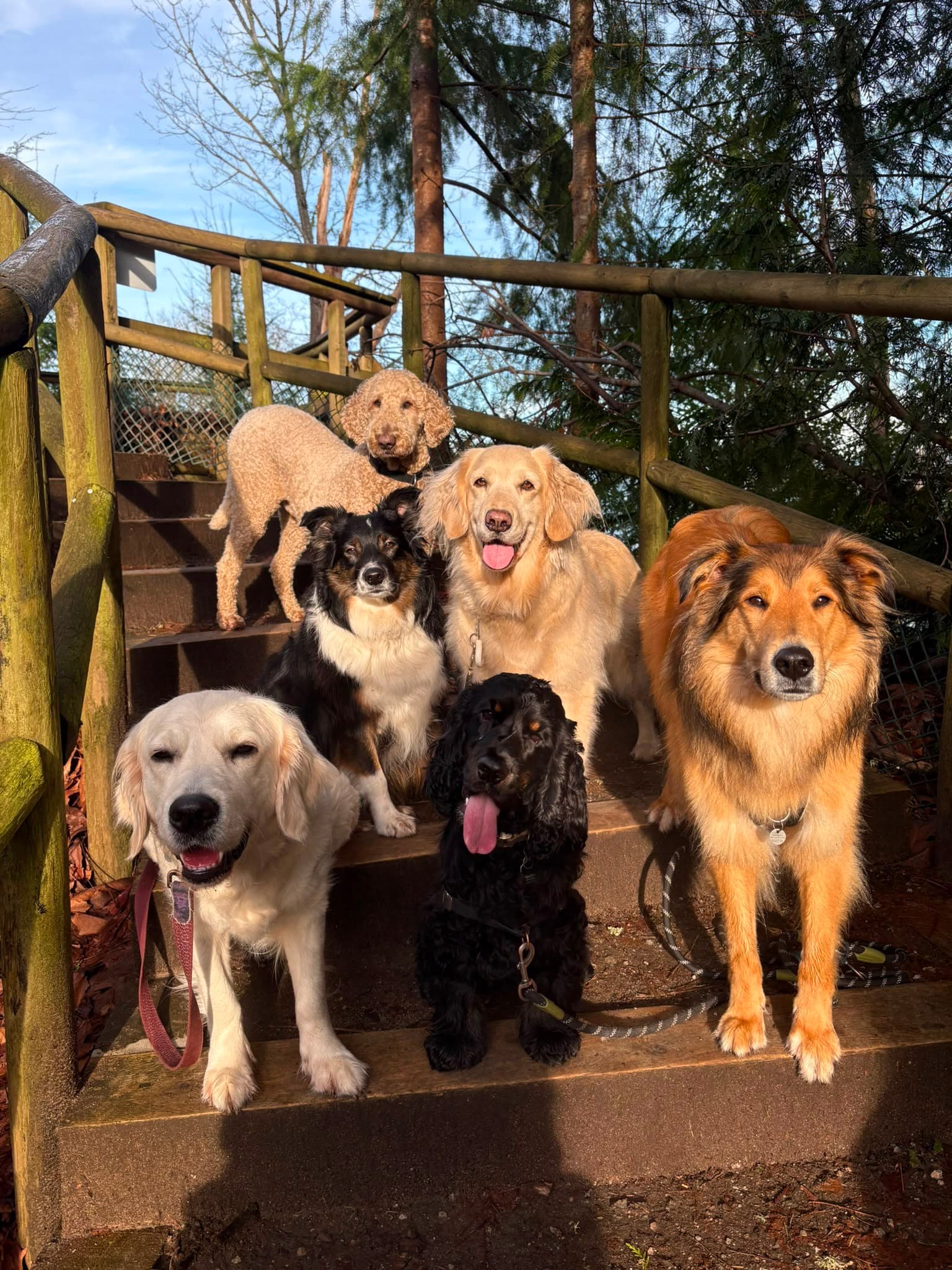 Dogs enjoying Pacific Spirit Regional Park