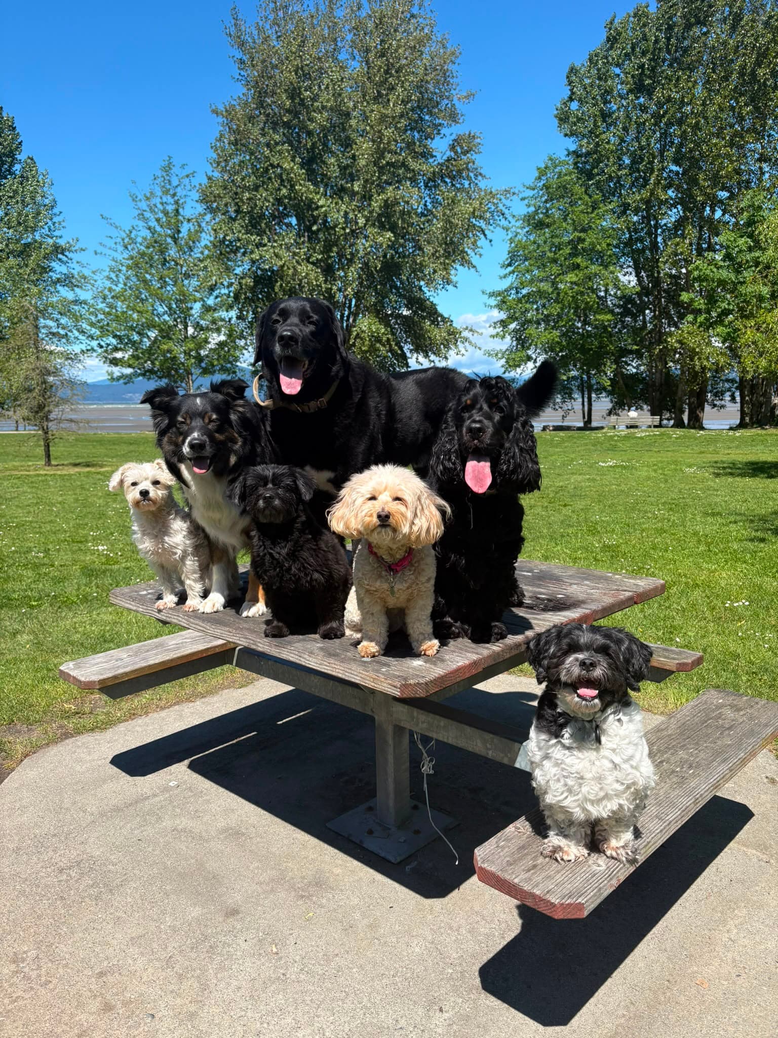 Dogs enjoying Spanish Banks